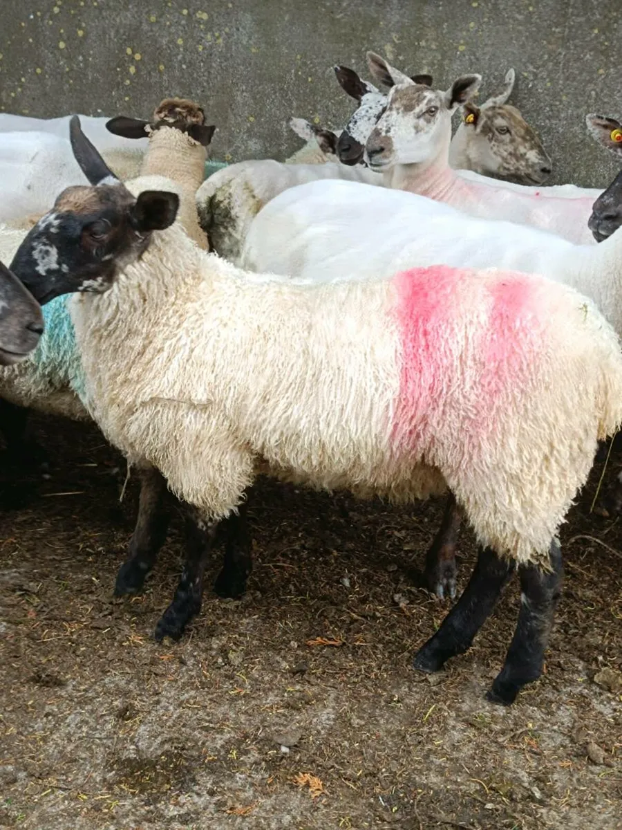 Lambs for sale - Image 4