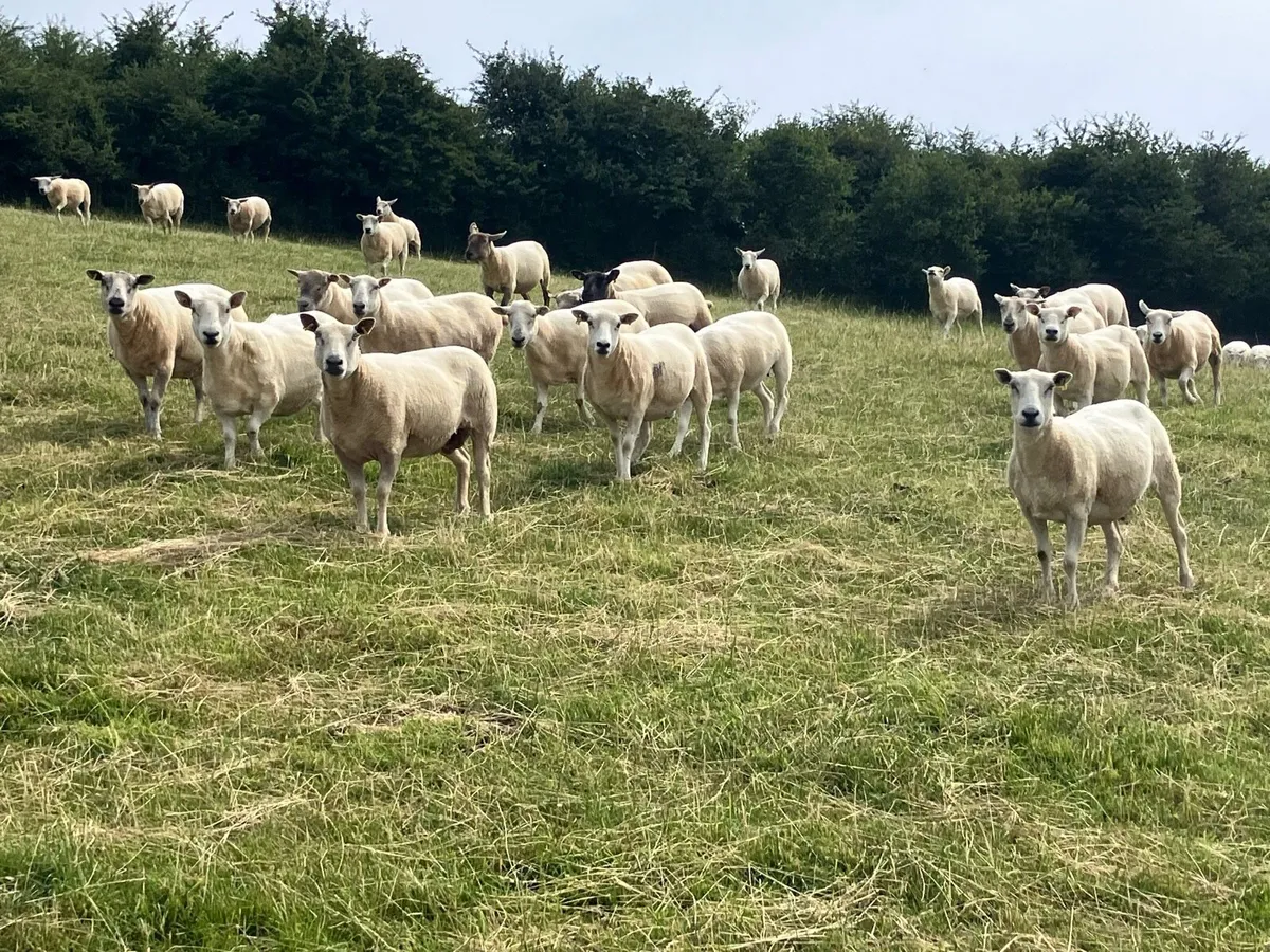 60 Breeding ewes - Image 1