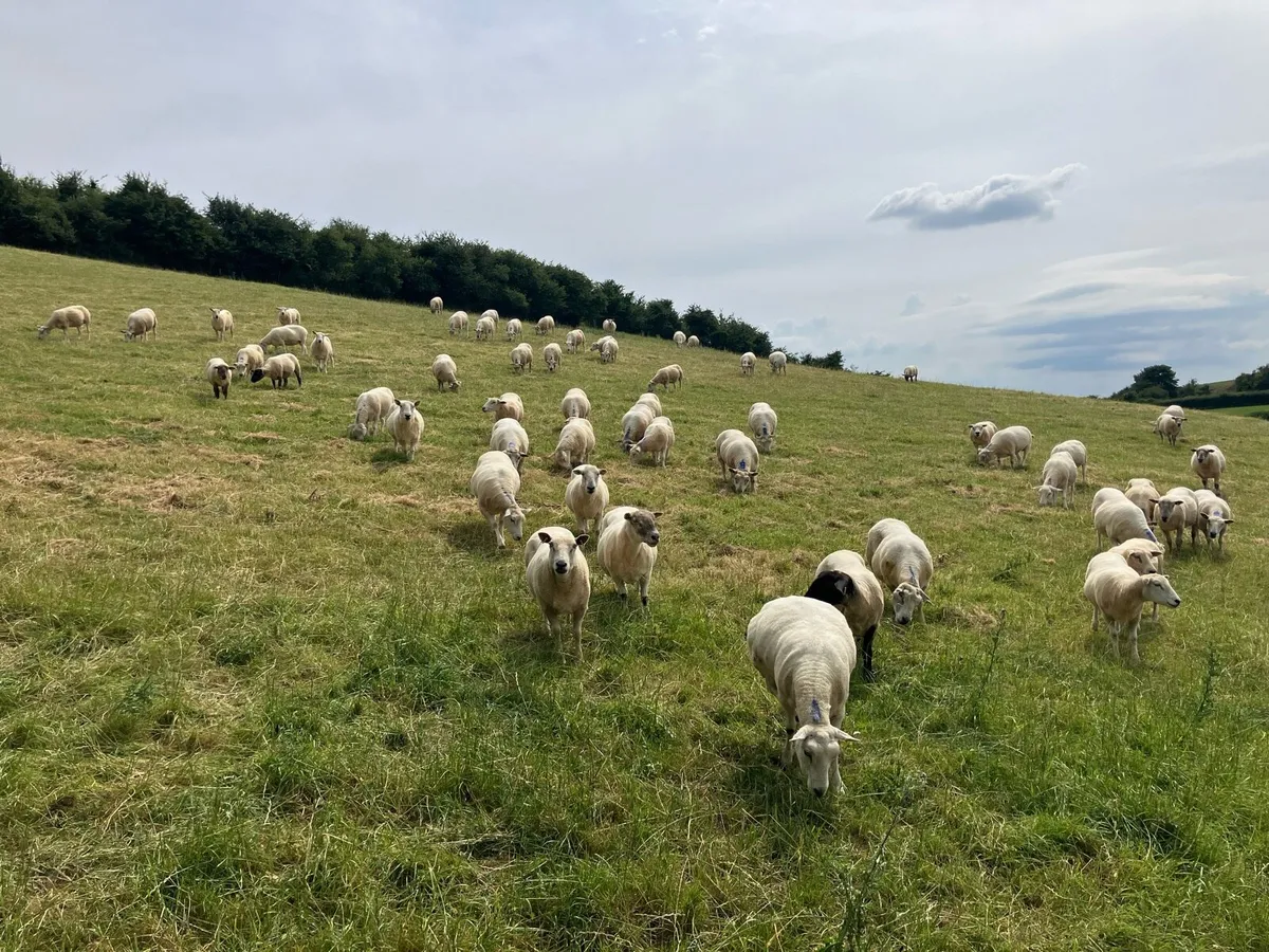60 Breeding ewes - Image 2