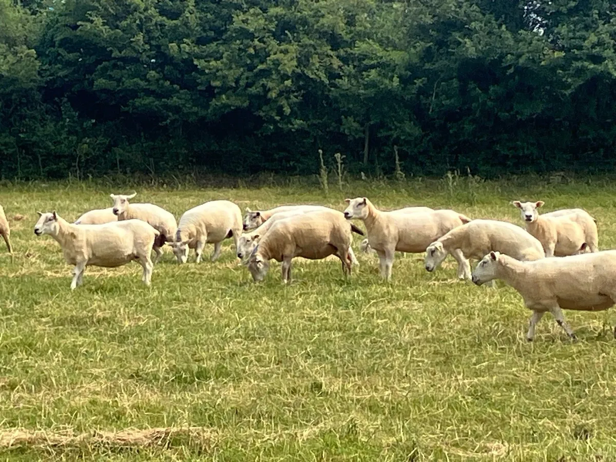 60 Breeding ewes - Image 3