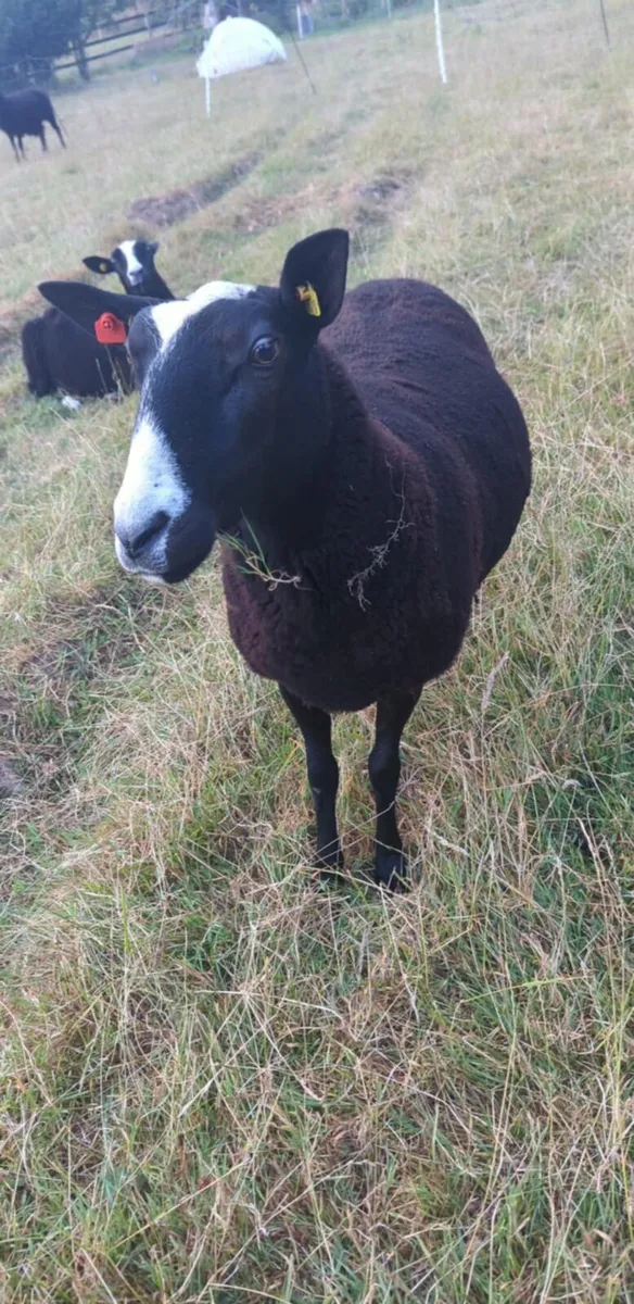 Zwartbles Ewes sheep - Image 1