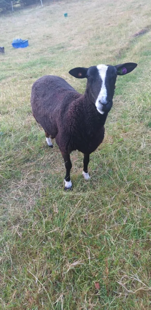 Zwartbles Ewes sheep - Image 2