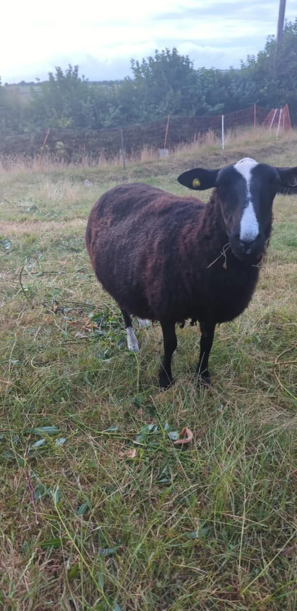 Zwartbles Ewes sheep - Image 3