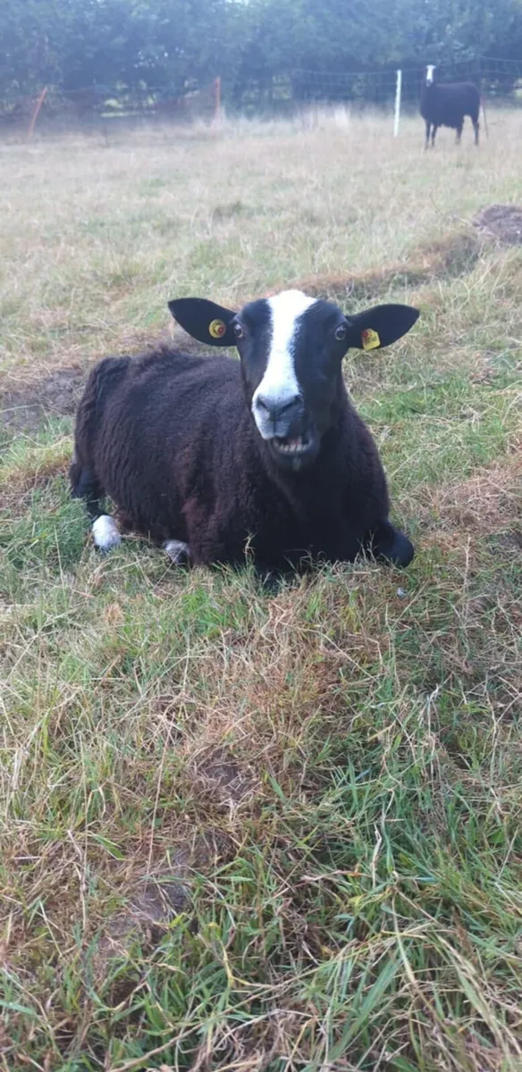 Zwartbles Ewes sheep - Image 4