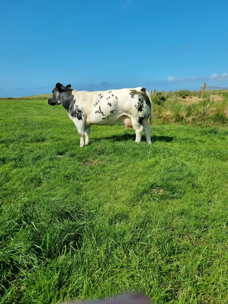 ****Cow and Calf for Balla Mart 19th July**** - Image 2