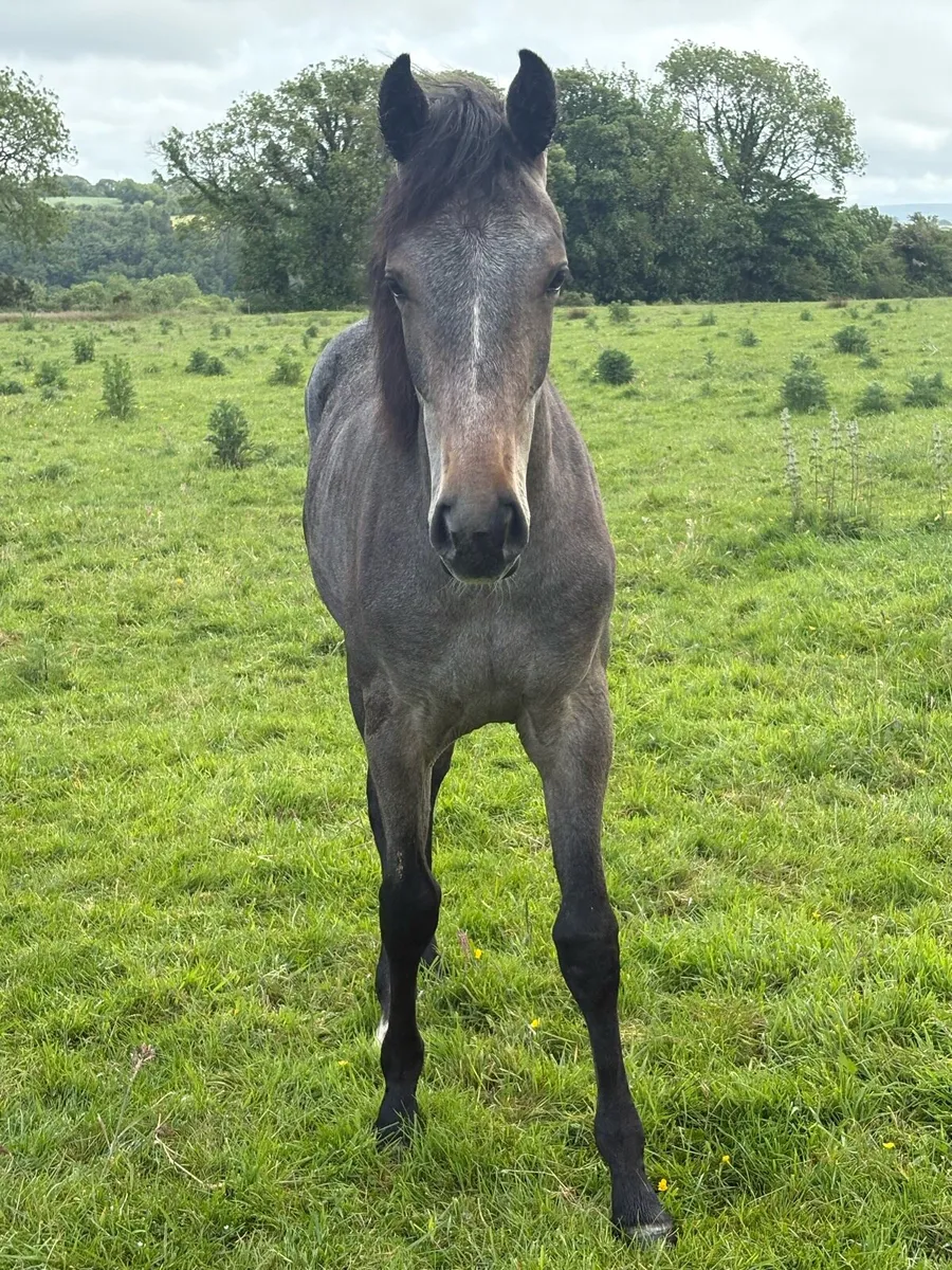 Yearling filly - Image 1