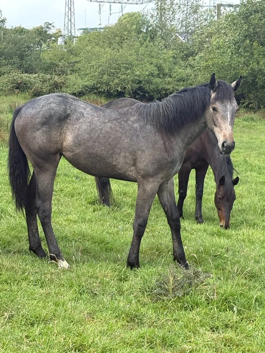 Yearling filly - Image 2