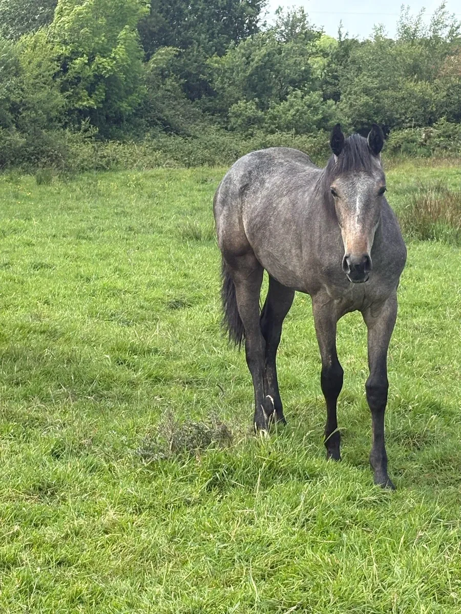 Yearling filly - Image 3