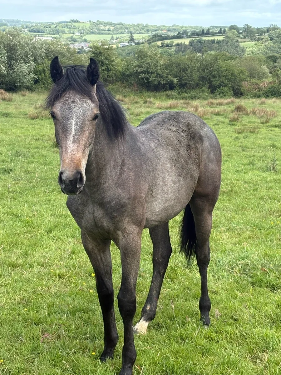 Yearling filly - Image 4