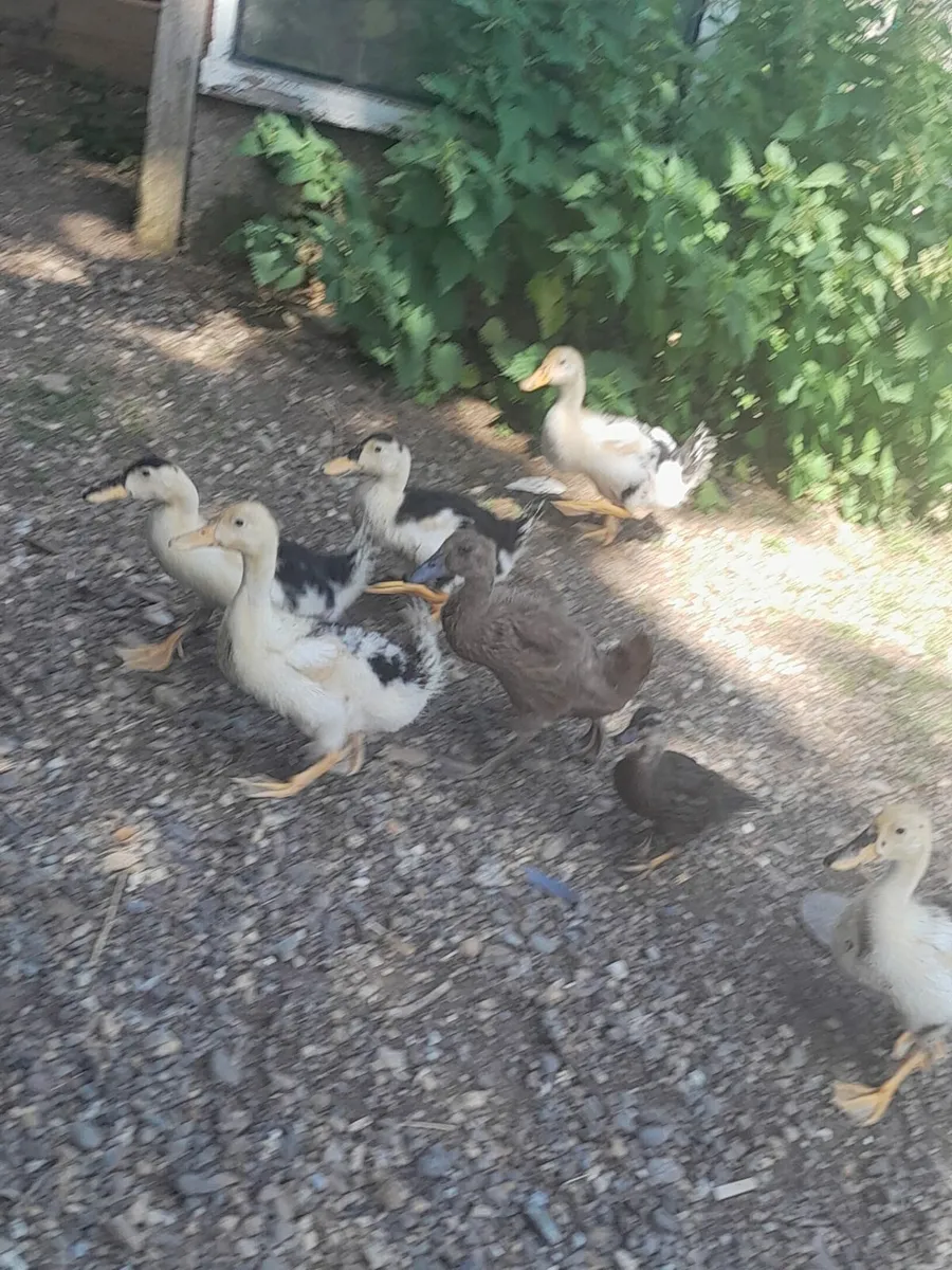 DUCKS AND GUINEA FOWL FOR SALE - Image 2