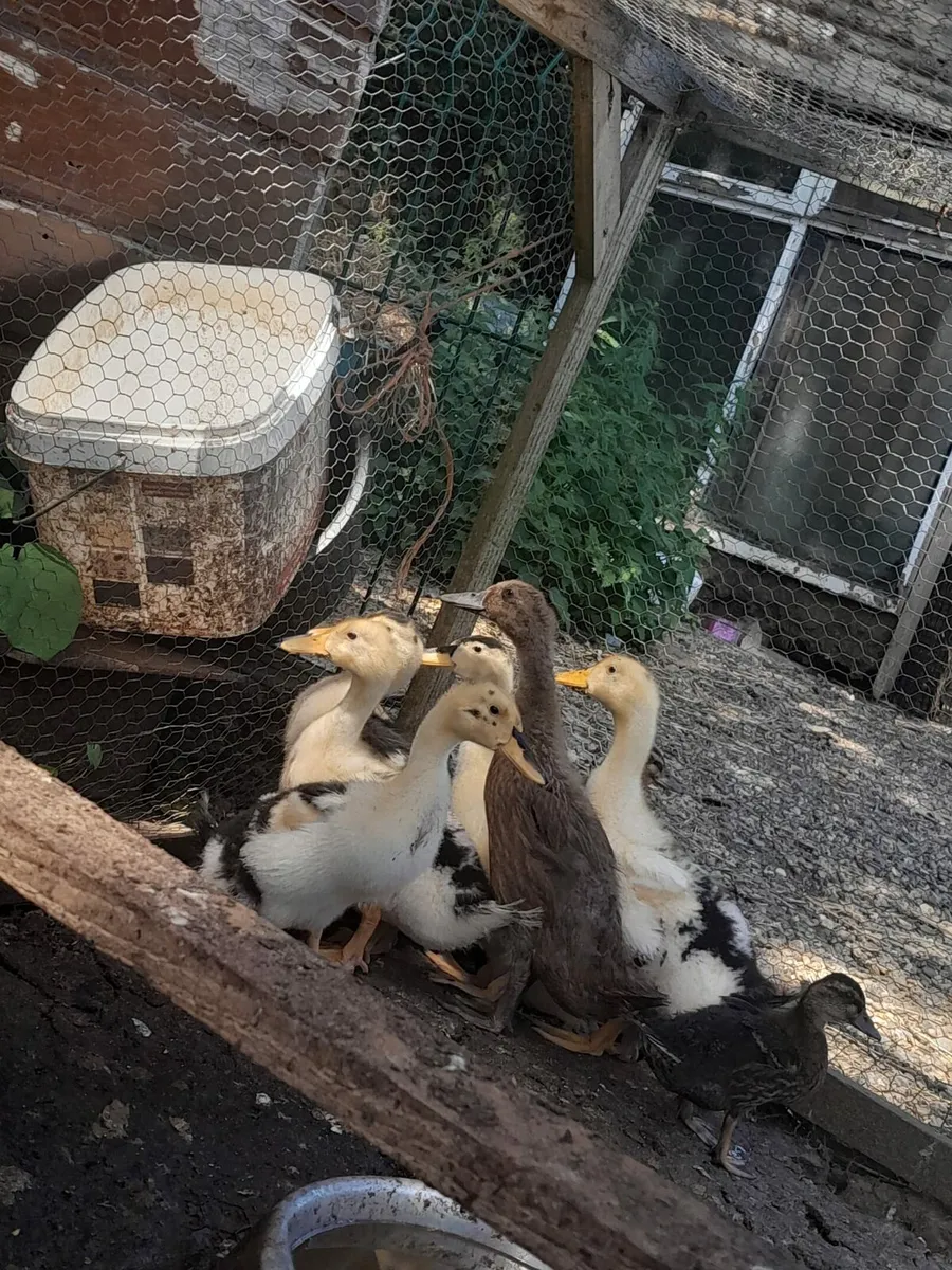DUCKS AND GUINEA FOWL FOR SALE - Image 3