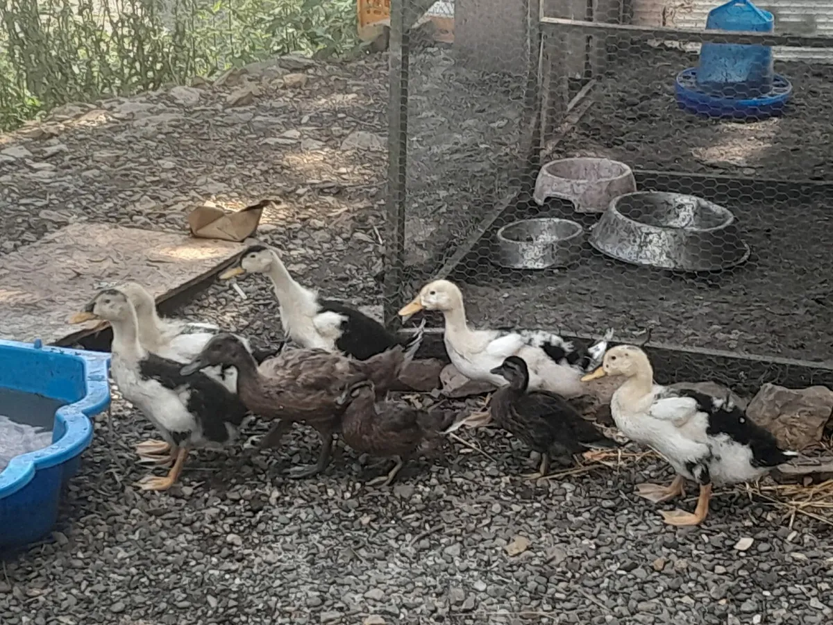 DUCKS AND GUINEA FOWL FOR SALE - Image 4