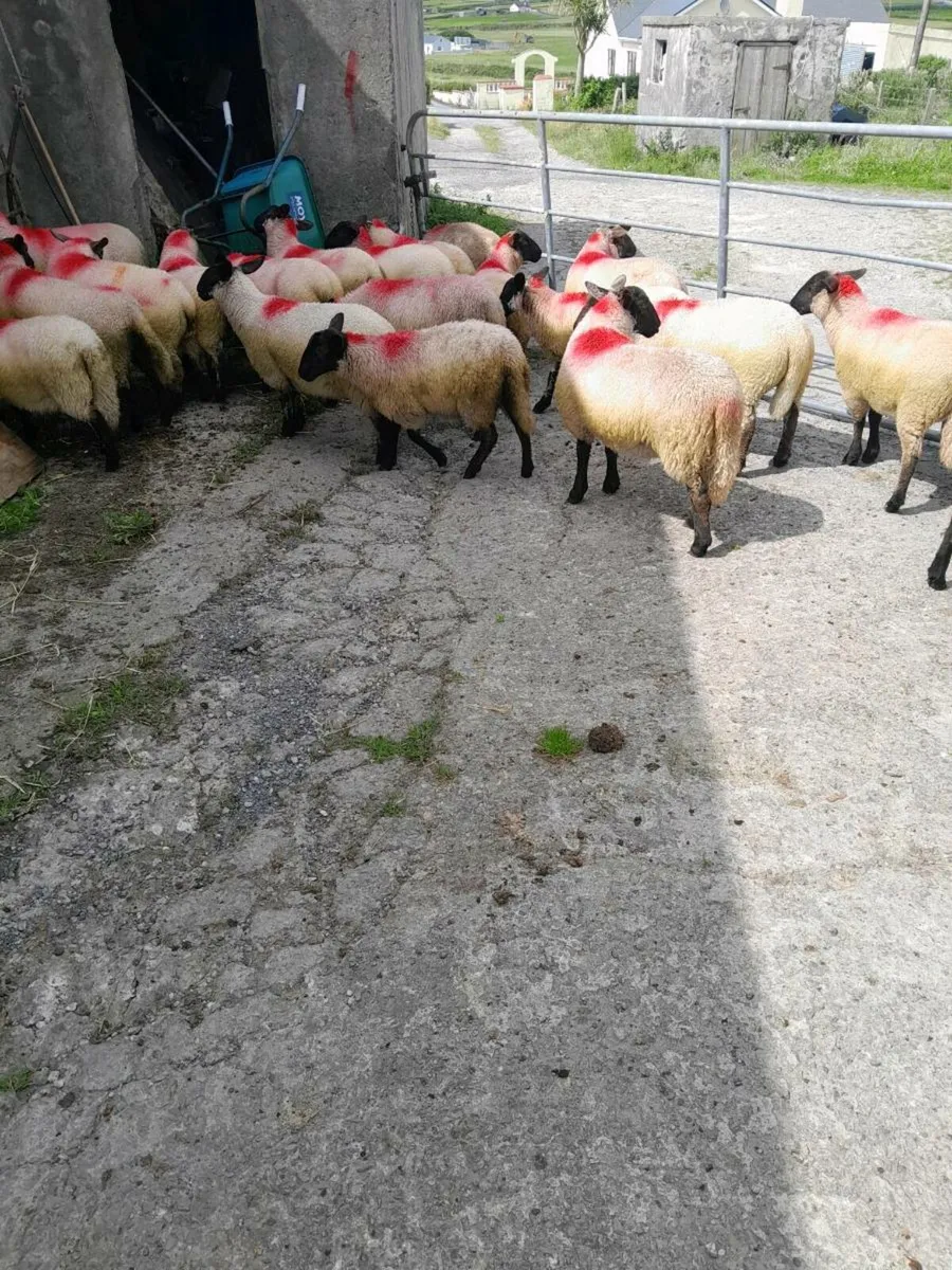 Ewe lambs/sullfolk - Image 1