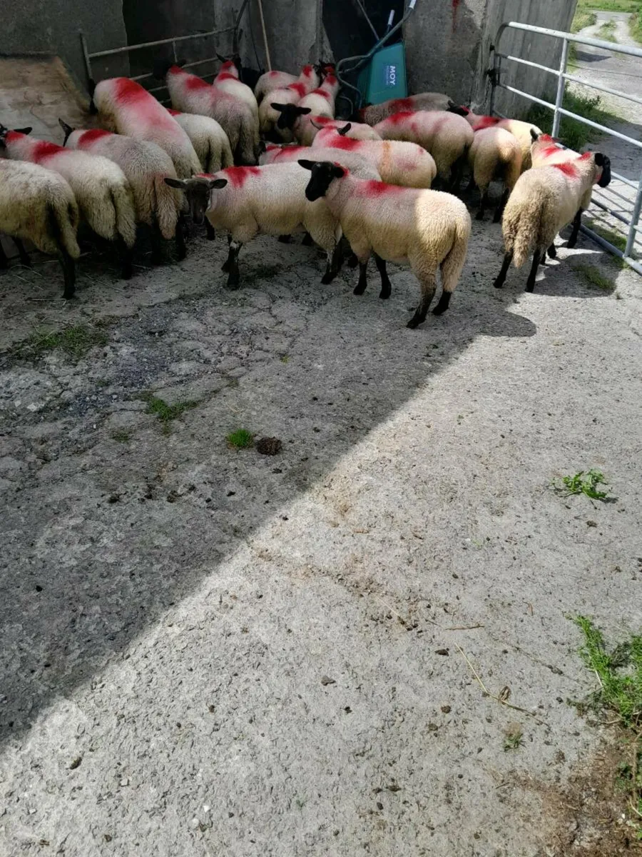 Ewe lambs/sullfolk - Image 2