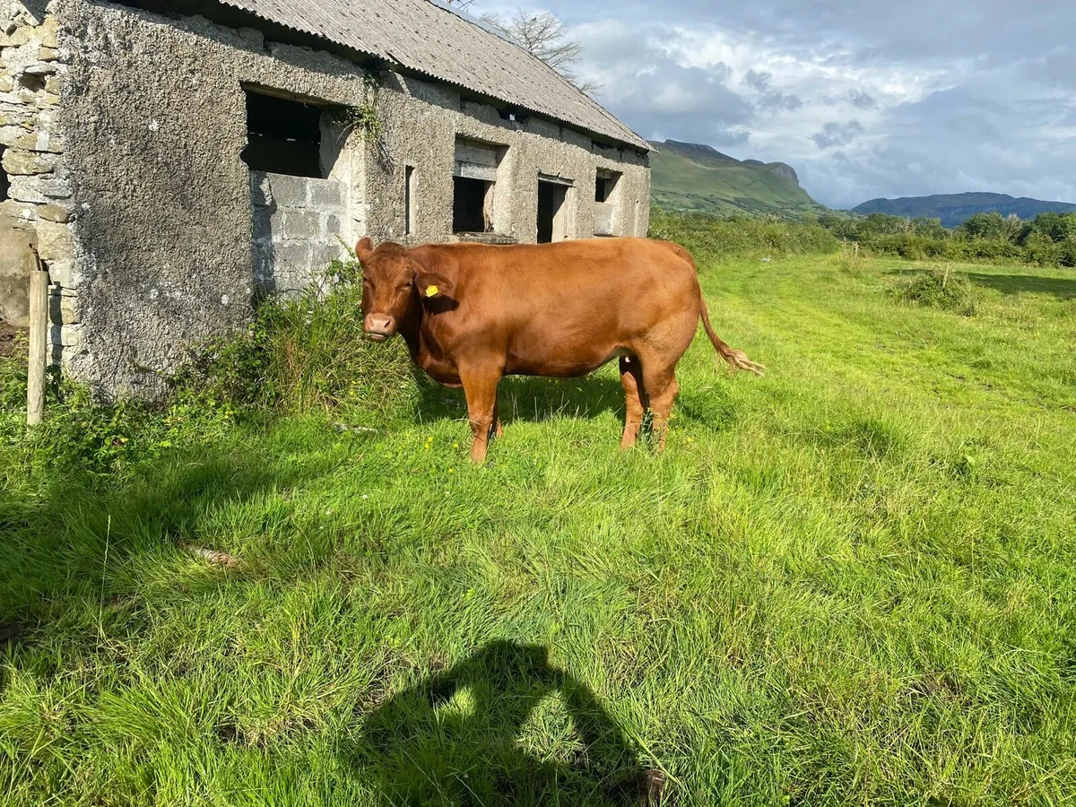 Heifers - Image 1