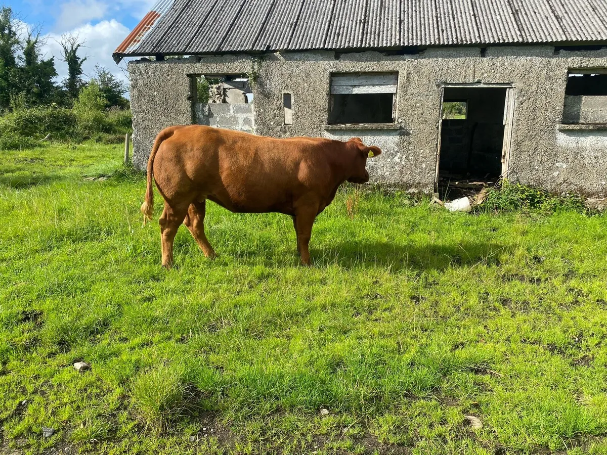 Heifers - Image 2