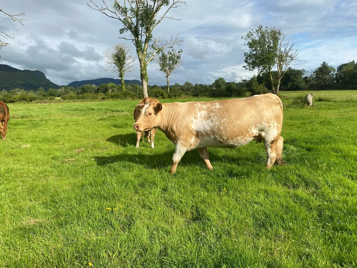 Heifers - Image 4