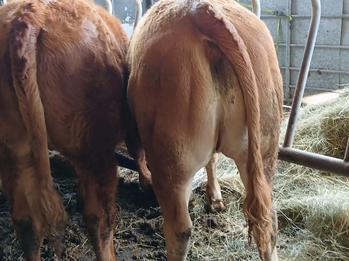 4 Super Heifers - Image 2