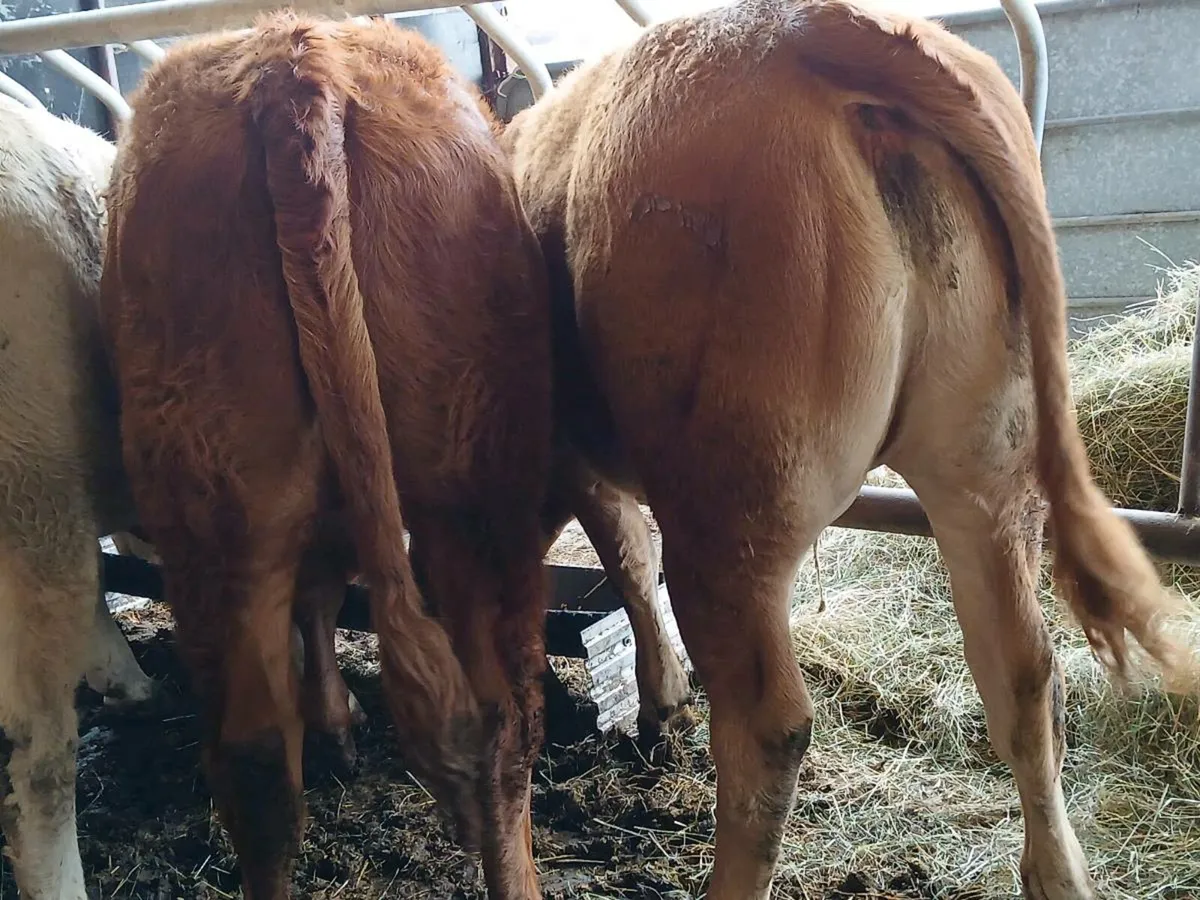 4 Super Heifers - Image 3