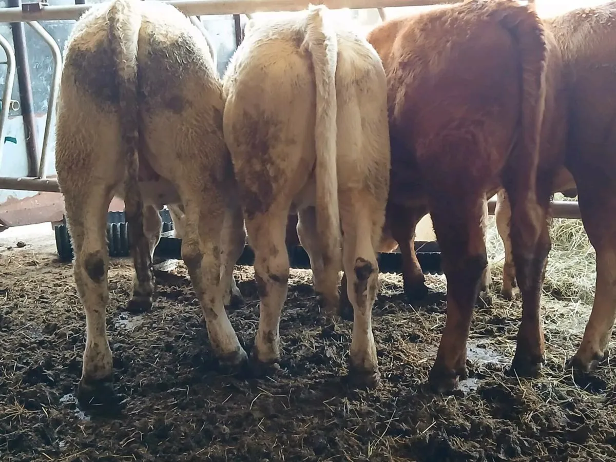 4 Super Heifers - Image 4