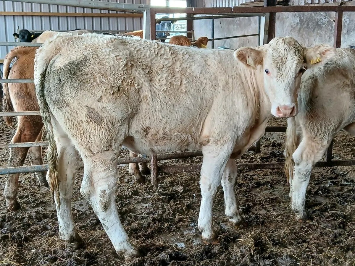 4 Super Heifers - Image 1