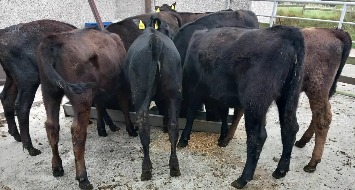 Eight AA weanling heifers - Image 1