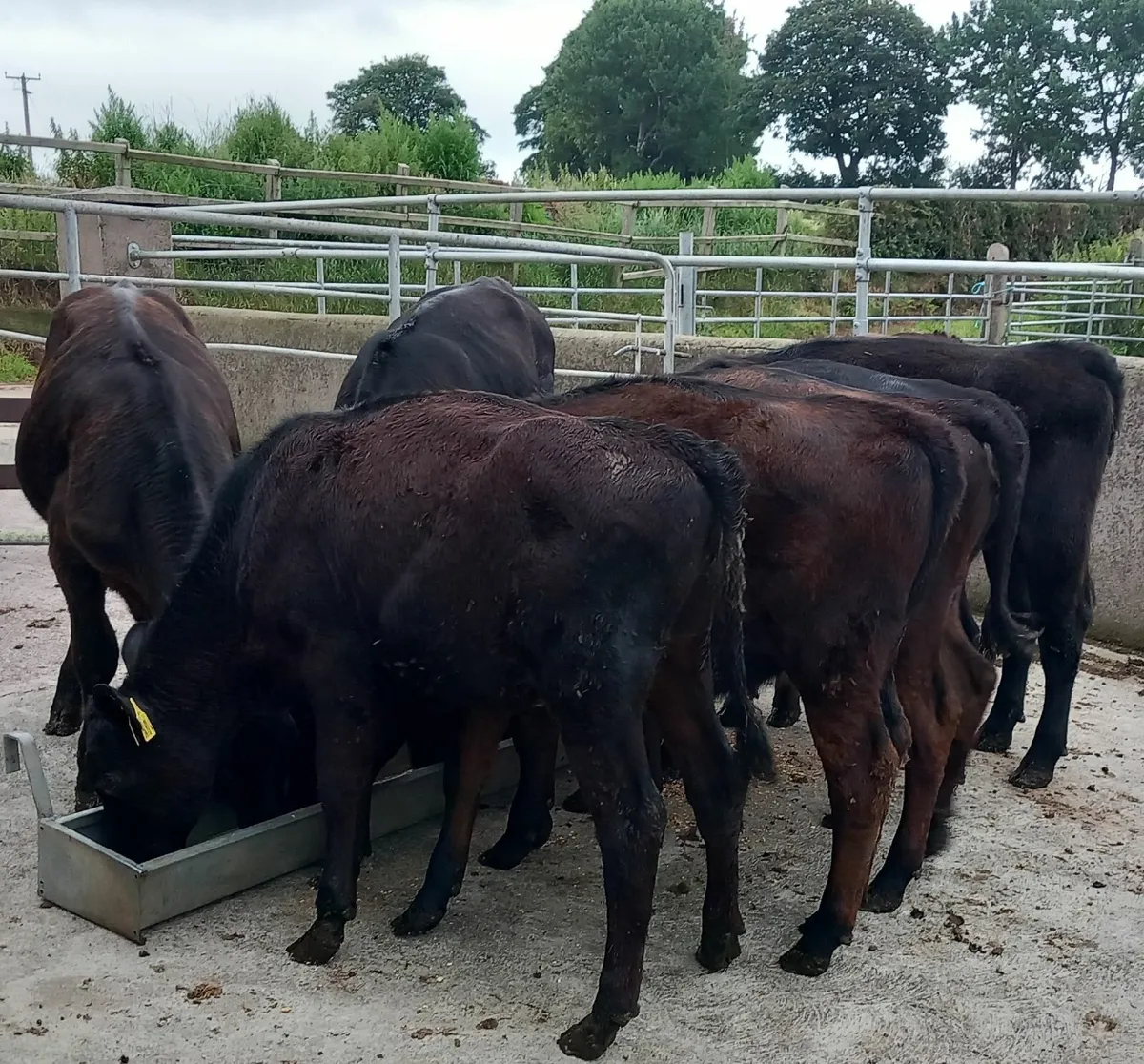 Eight AA weanling heifers - Image 2