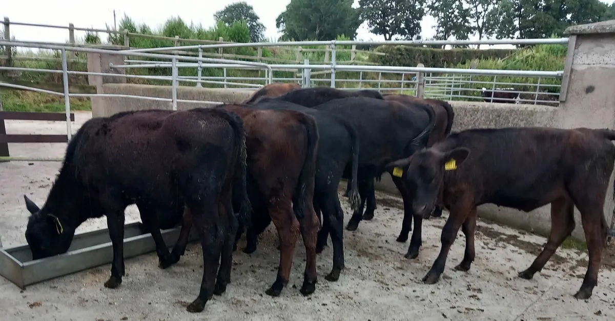 Eight AA weanling heifers - Image 3