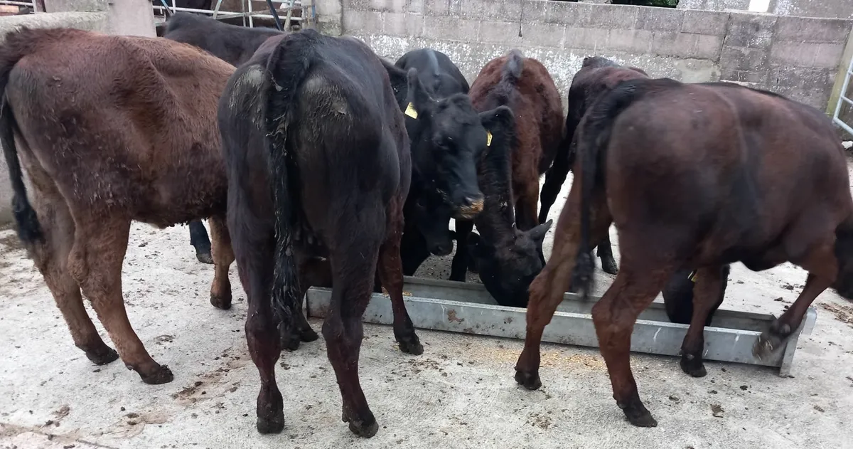 Eight AA weanling heifers - Image 4