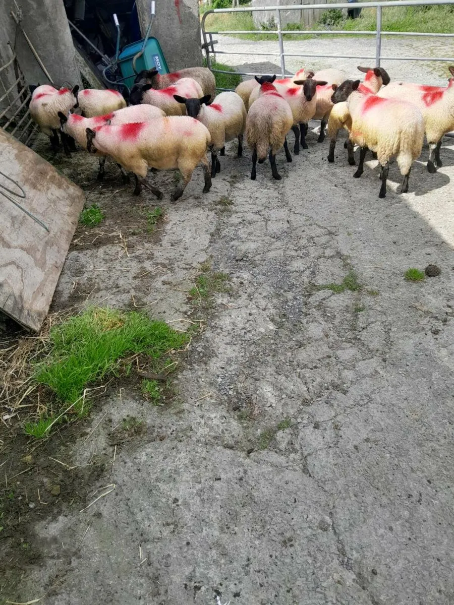Ewe lambs/sullfolk - Image 3
