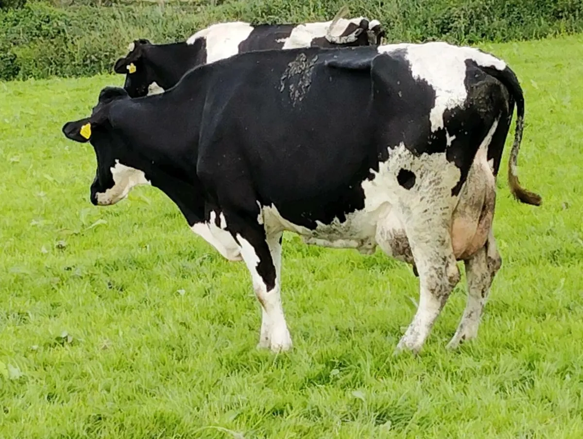 Cow to feed calves - Image 1