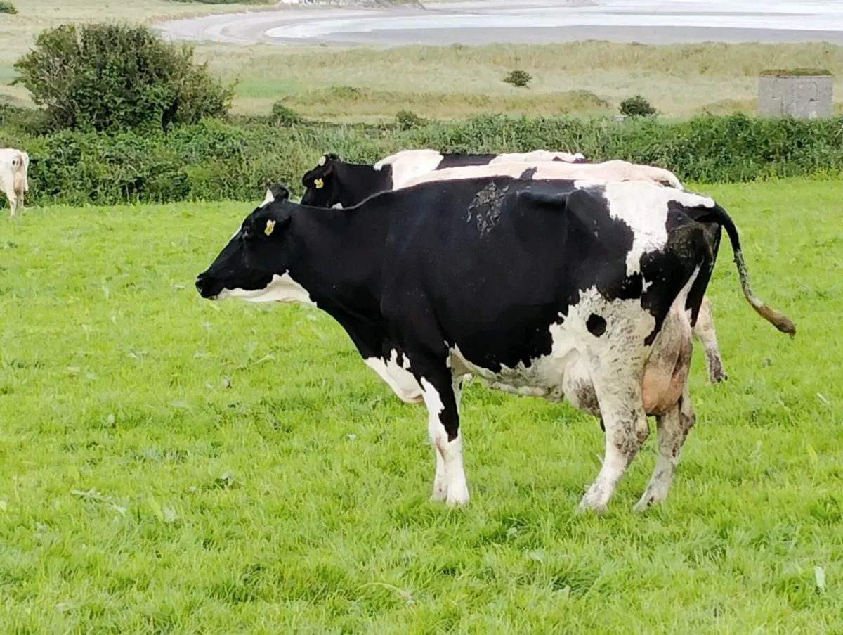Cow to feed calves - Image 2