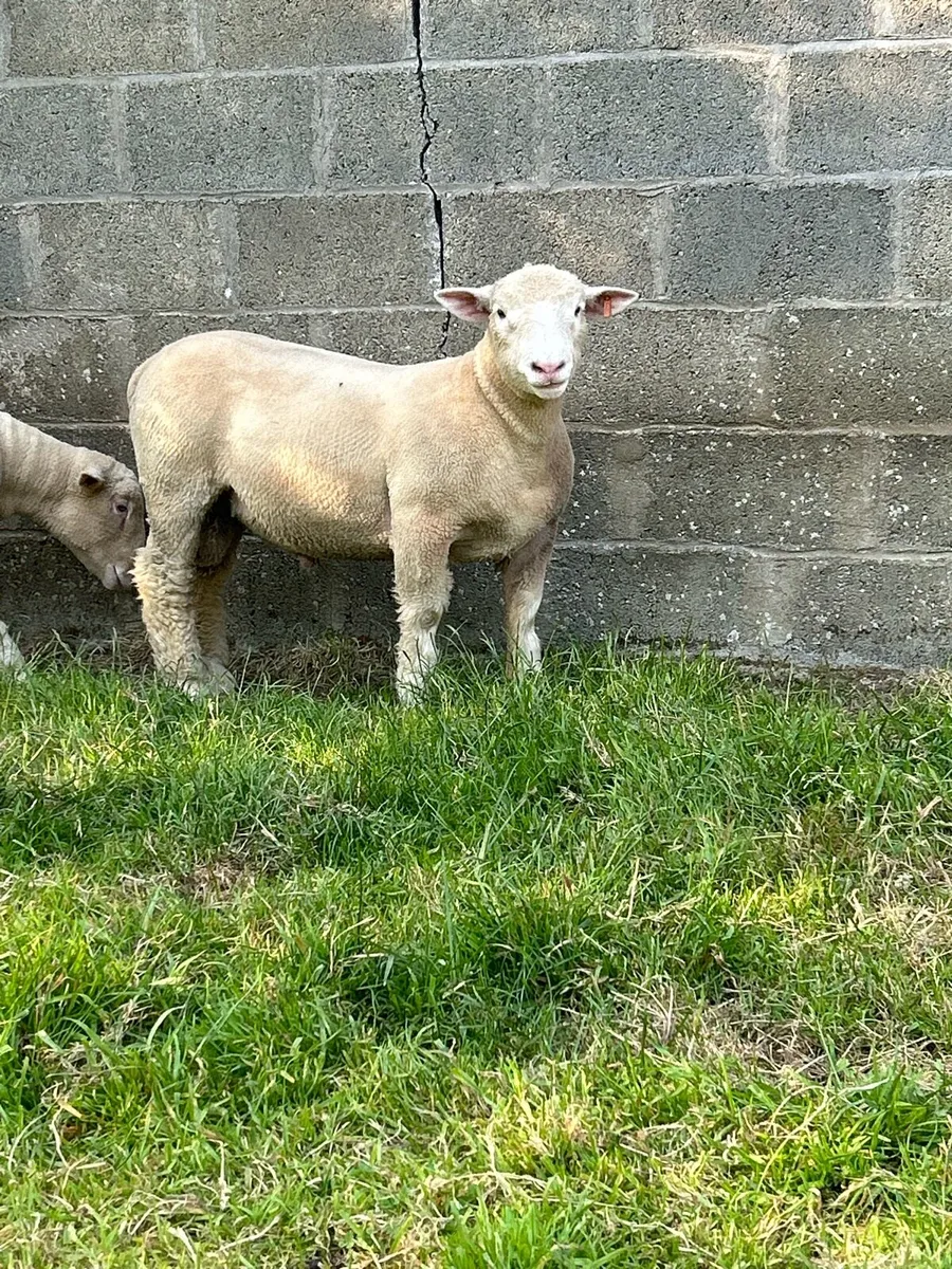 Pedigree Dorset Ewe & Ram Lambs - Image 1