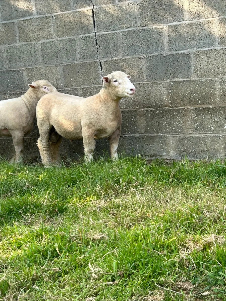 Pedigree Dorset Ewe & Ram Lambs - Image 2