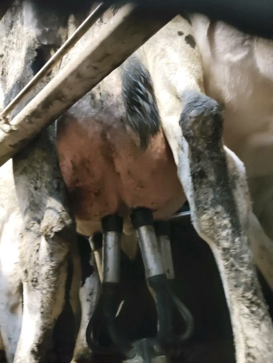 Cow to feed calves - Image 3