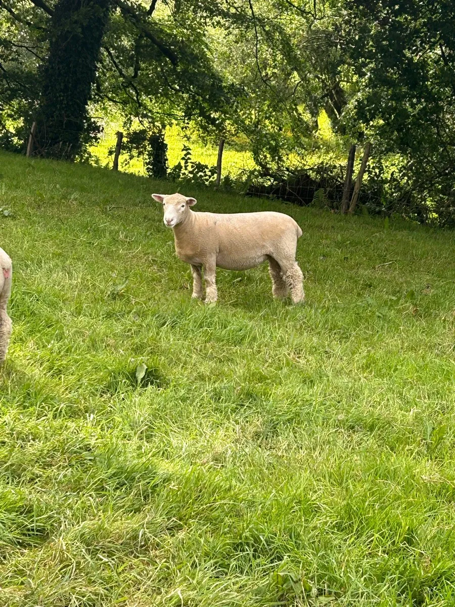 Pedigree Dorset Ewe & Ram Lambs - Image 3