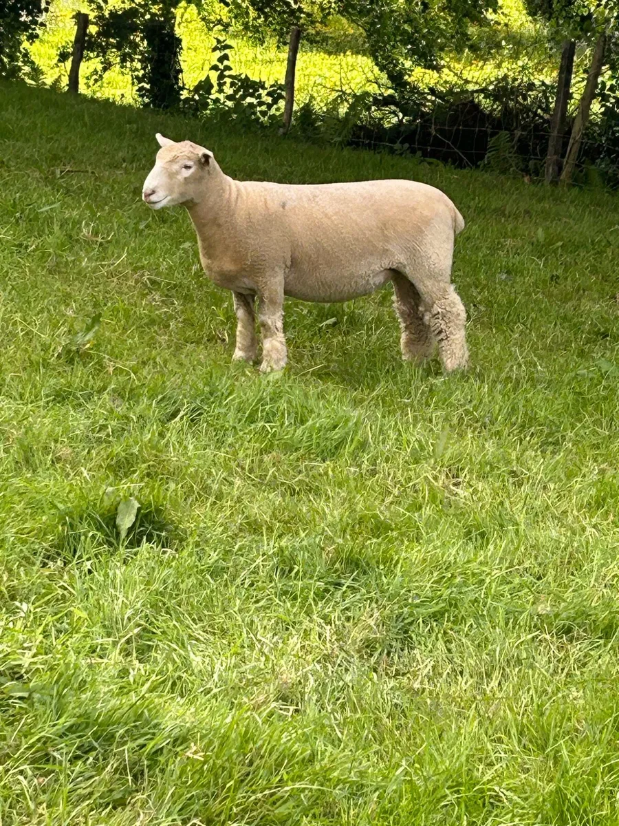 Pedigree Dorset Ewe & Ram Lambs - Image 4