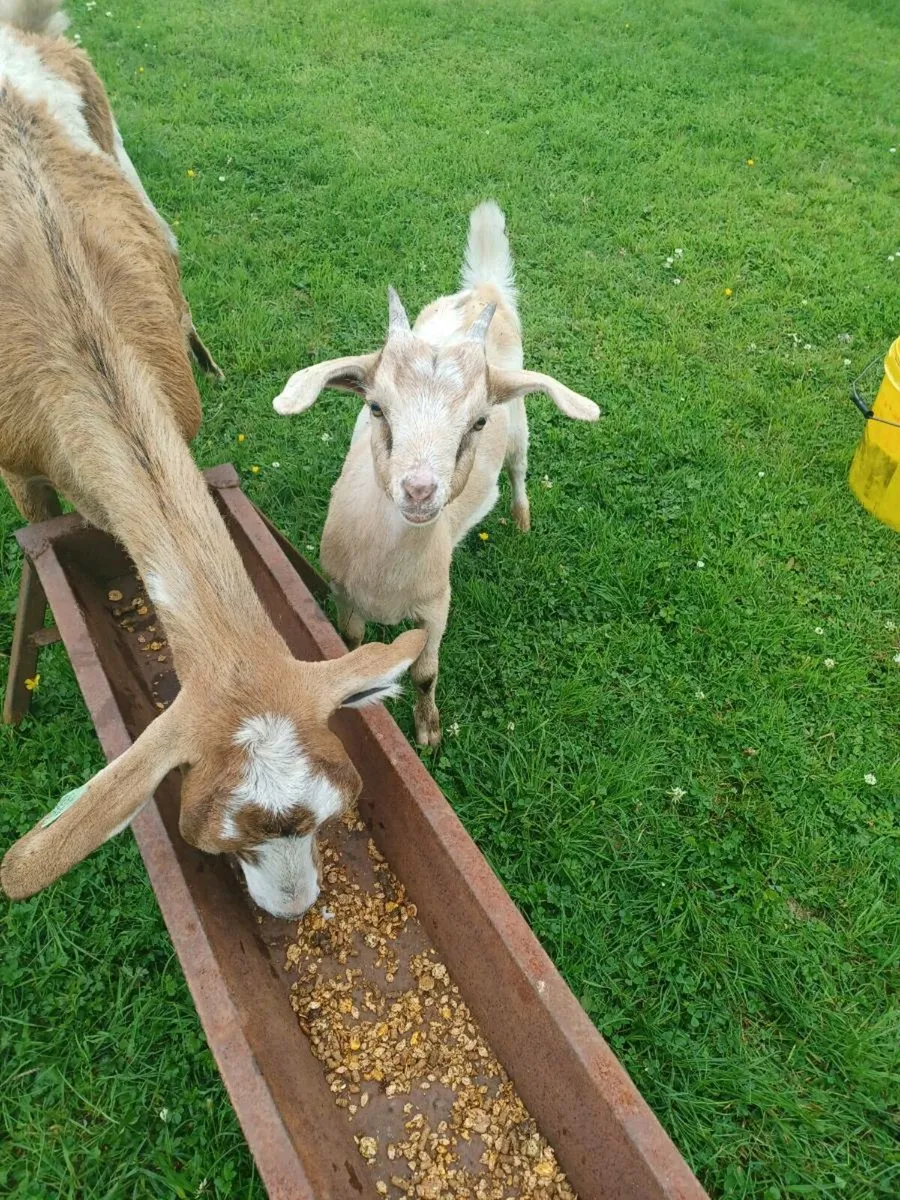 Goats - Image 1