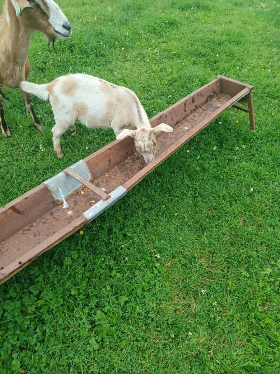 Goats - Image 2