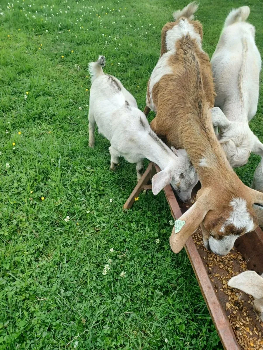 Goats - Image 3