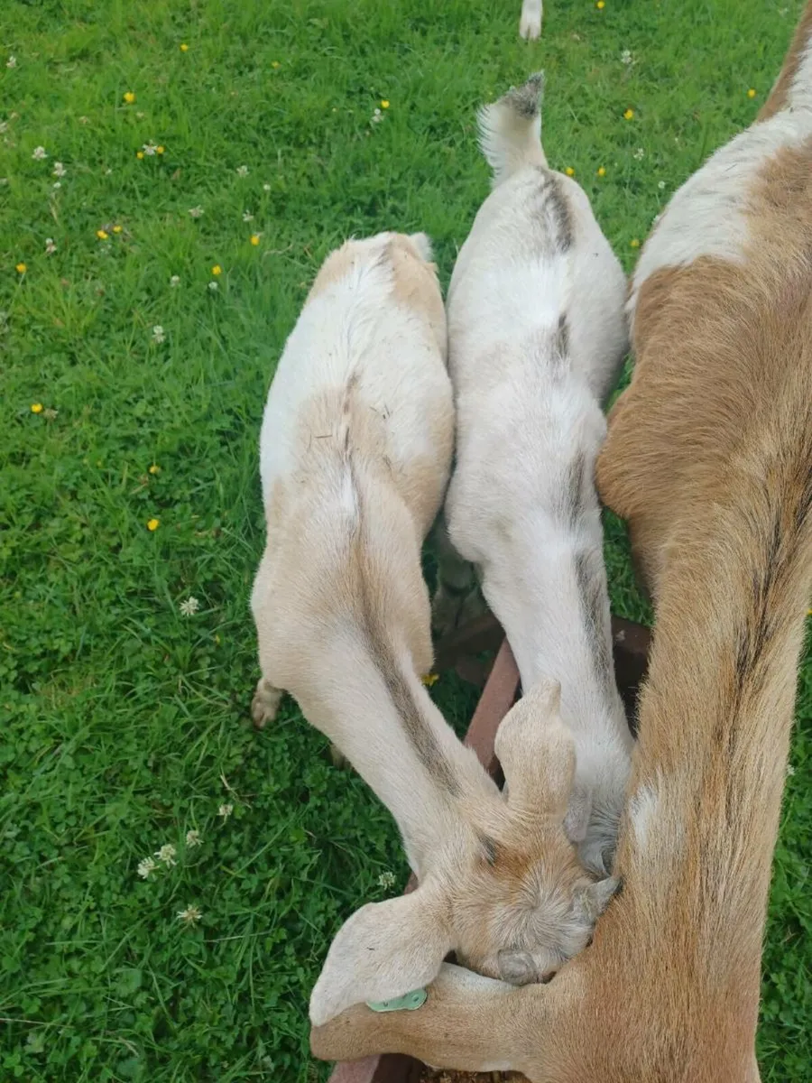 Goats - Image 4