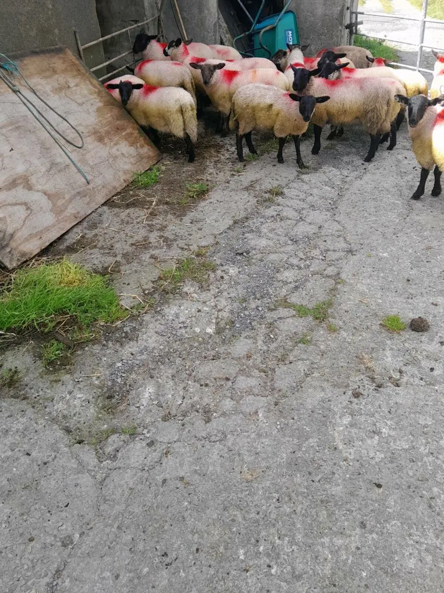 Lambs - Image 2