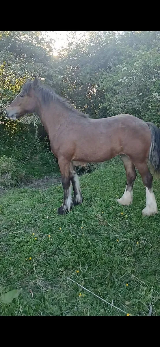 Stepping bred filly - Image 1