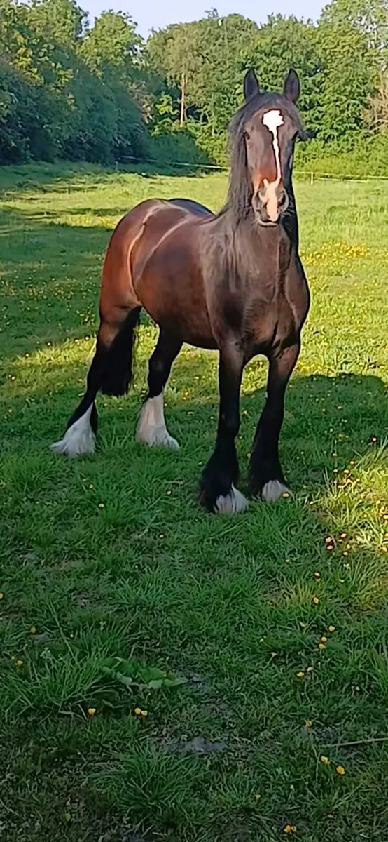 Stepping bred filly - Image 2