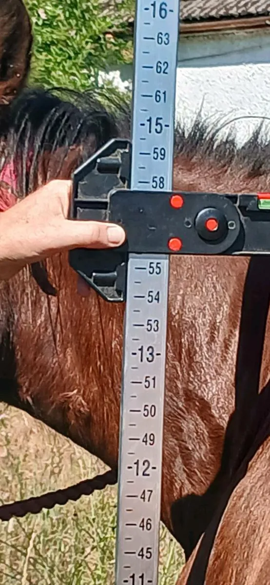 Stepping bred filly - Image 4