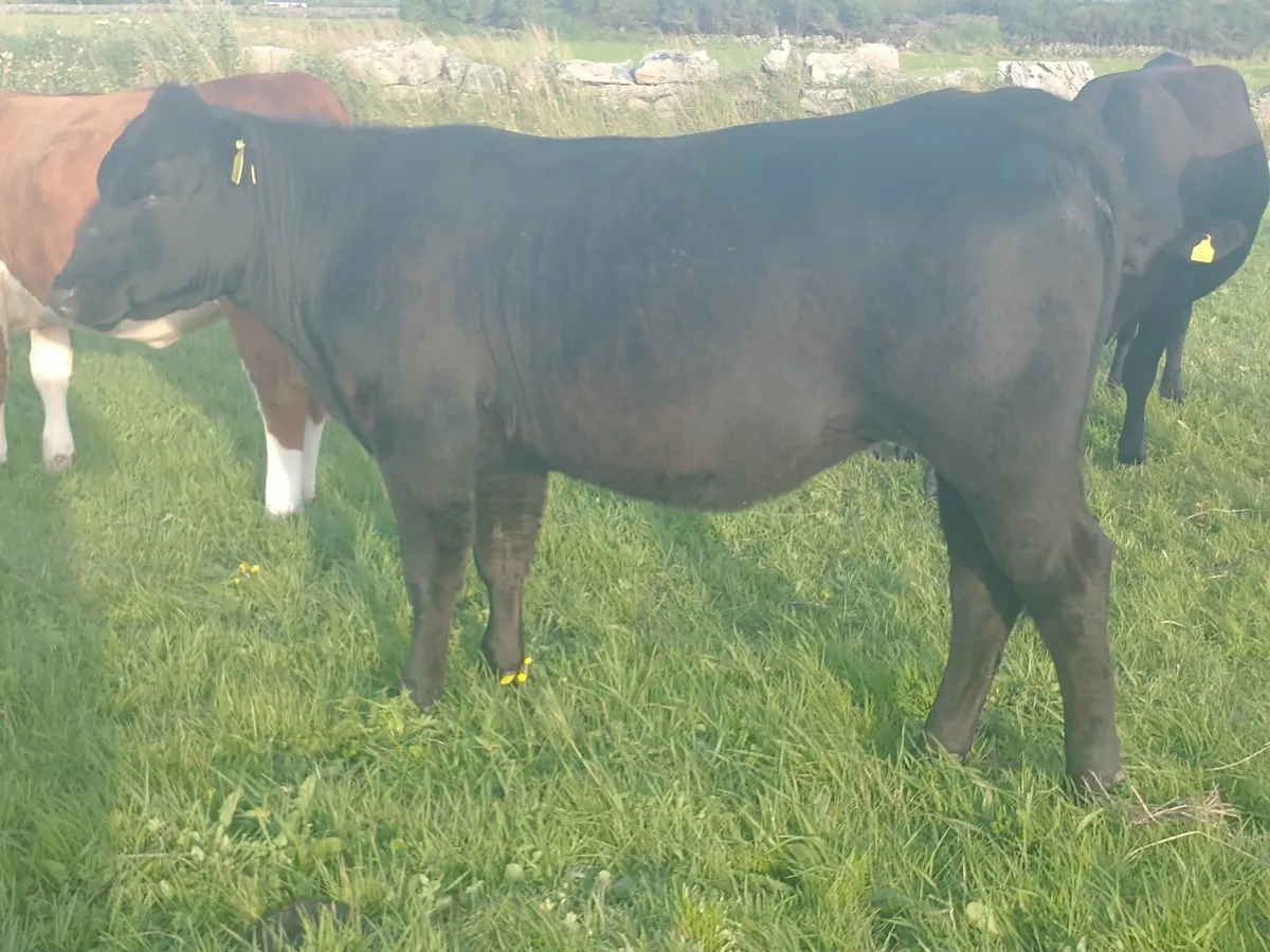 AA Maiden Heifer 5 Star - Image 1