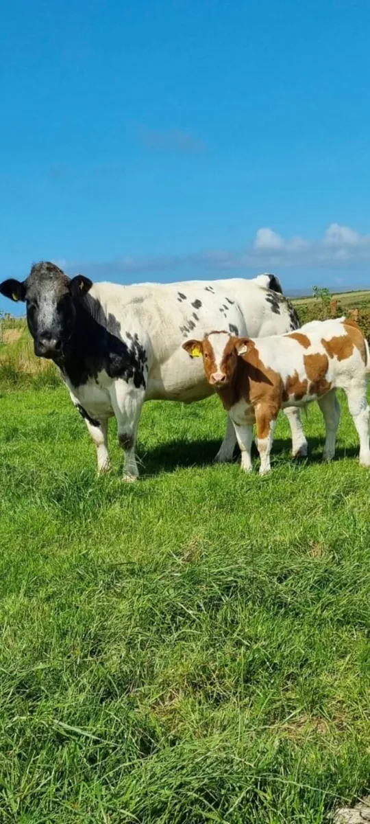 ****Cow and Calf for Balla Mart 19th July**** - Image 1