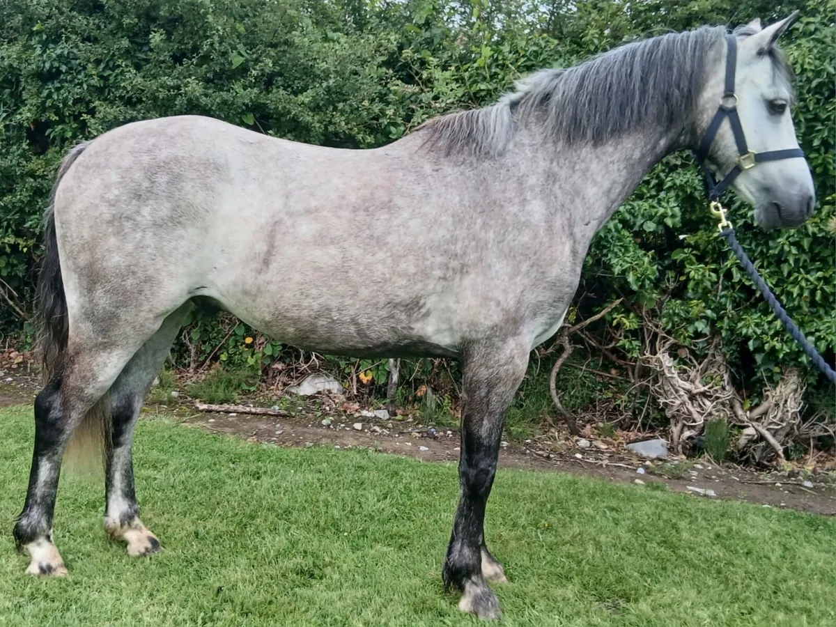 Full connemara gelding - Image 1