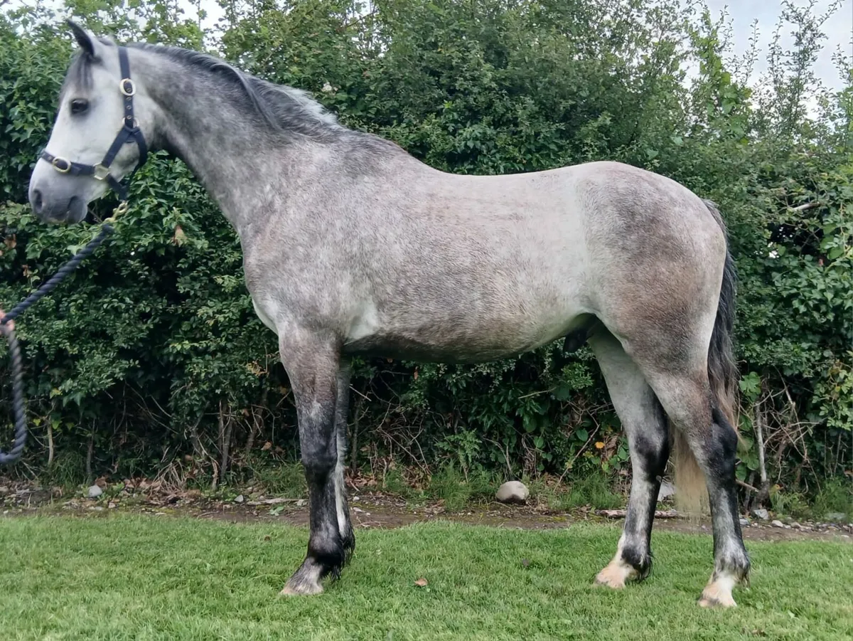 Full connemara gelding - Image 2