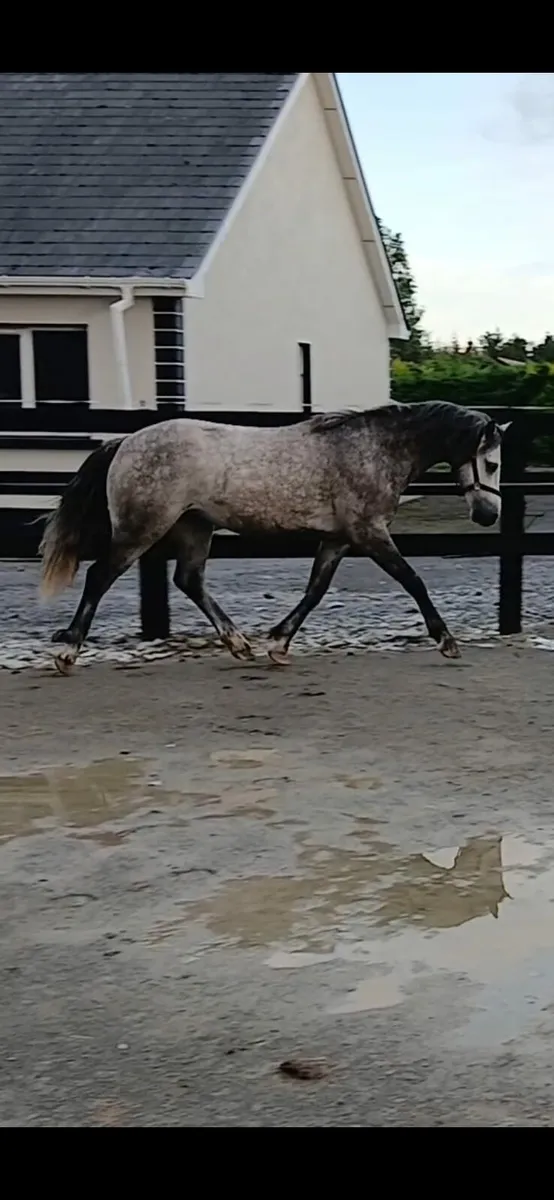 Full connemara gelding - Image 3